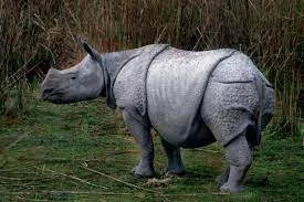 kaziranga 1