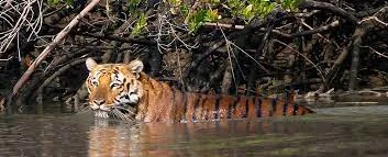 sundarban 2